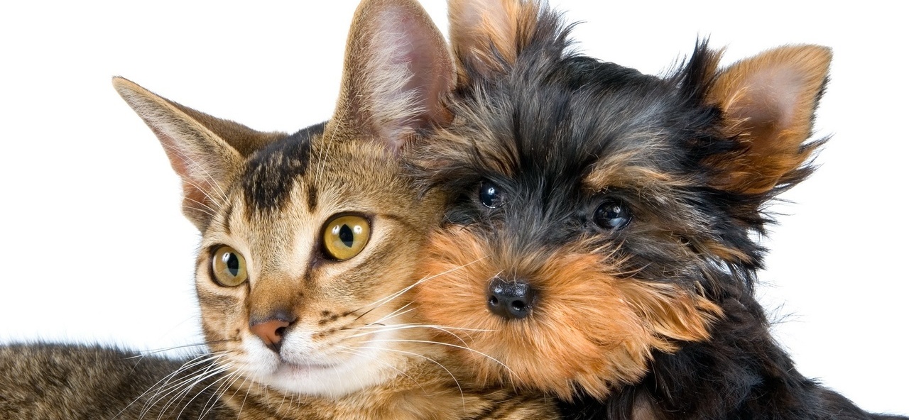 Доска объявлений о животных | ЗооТом - продажа, вязка и услуги для животных в Кайеркане