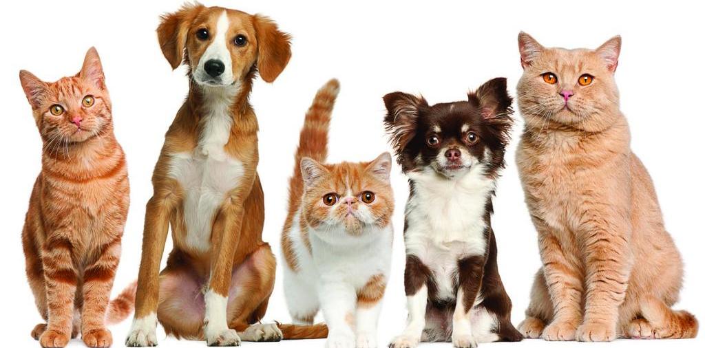 Доска объявлений о животных | ЗооТом - продажа, вязка и услуги для животных в Кайеркане