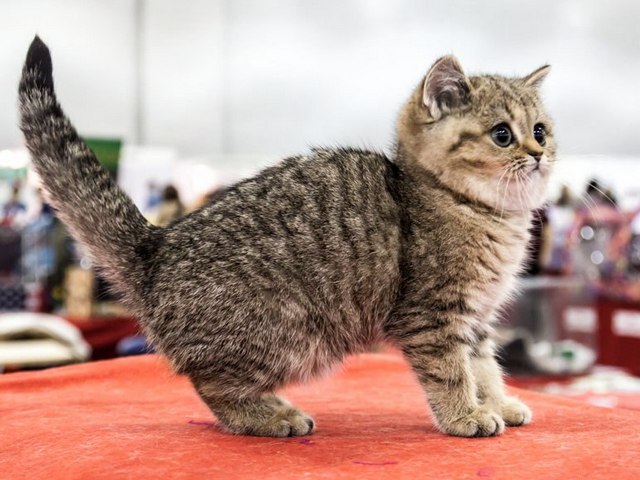 Породы кошек в Кайеркане | ЗооТом портал о животных