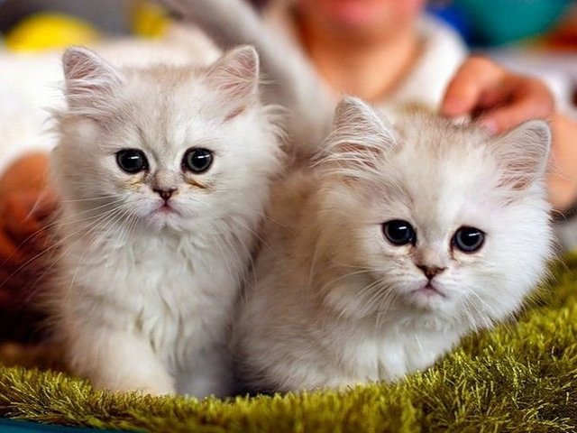 Породы кошек в Кайеркане | ЗооТом портал о животных