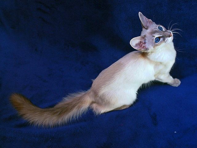Выведенные породы кошек в Кайеркане | ЗооТом портал о животных