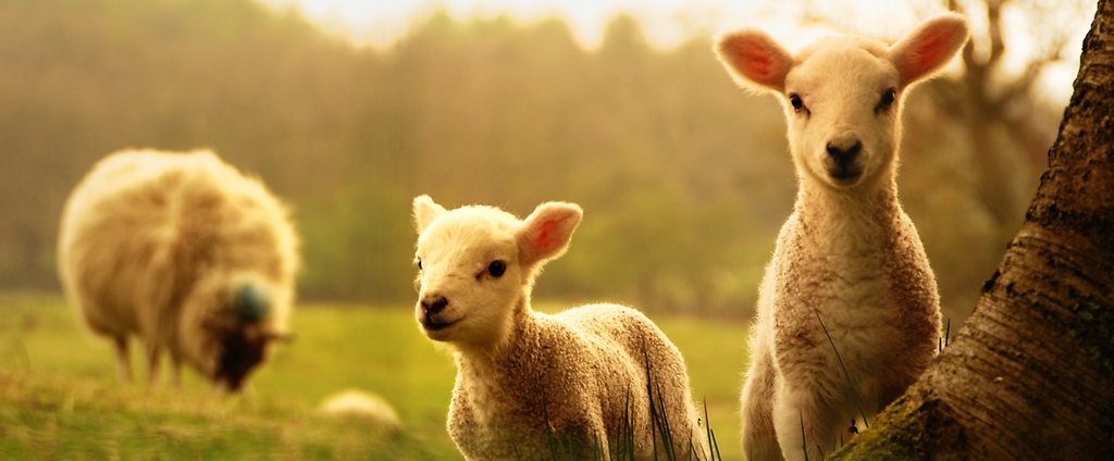 Объявления о сельскохозяйственных животных | ЗооТом - продажа, вязка и услуги для животных в Кайеркане