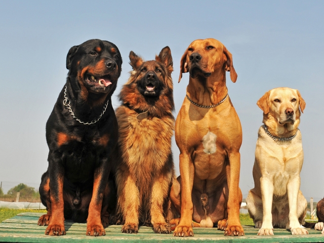 Крупные породы собак в Кайеркане | ЗооТом портал о животных
